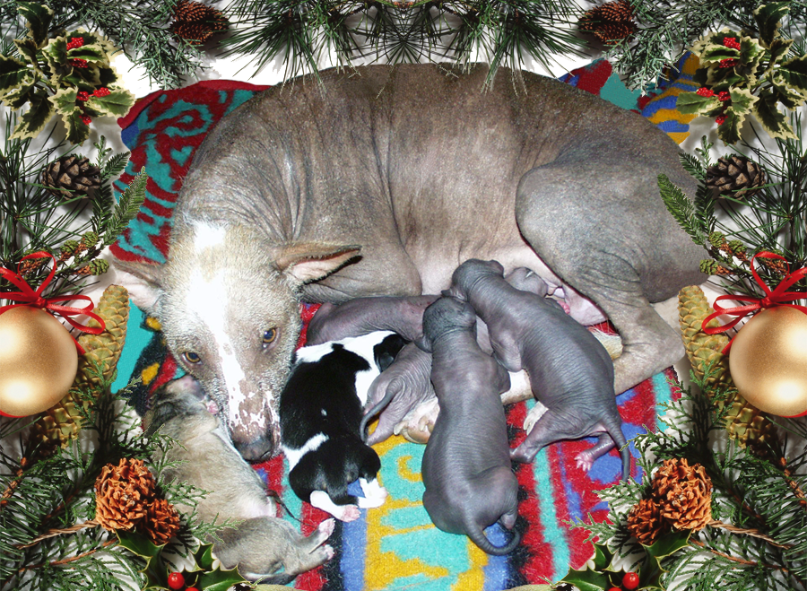 Xolie's Christmas